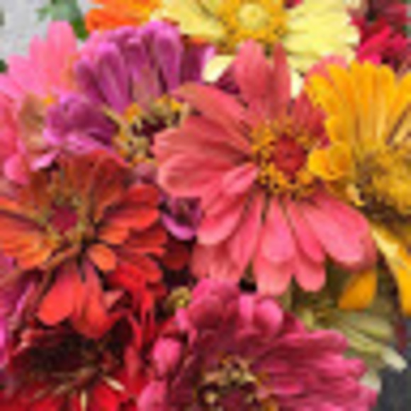 Meet your Posher, Josephine - Picture 1 of 1